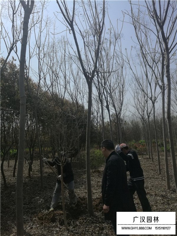 欒樹(shù)苗木批發(fā)(圖2)