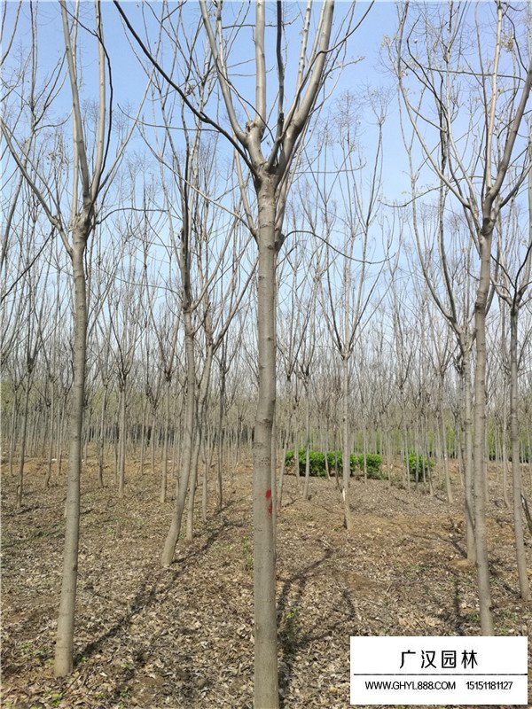 欒樹(shù)苗木批發(fā)(圖3)