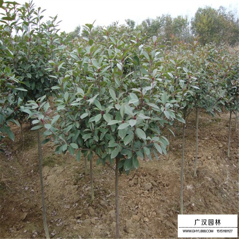 紅葉石楠怎么變紅(圖1)