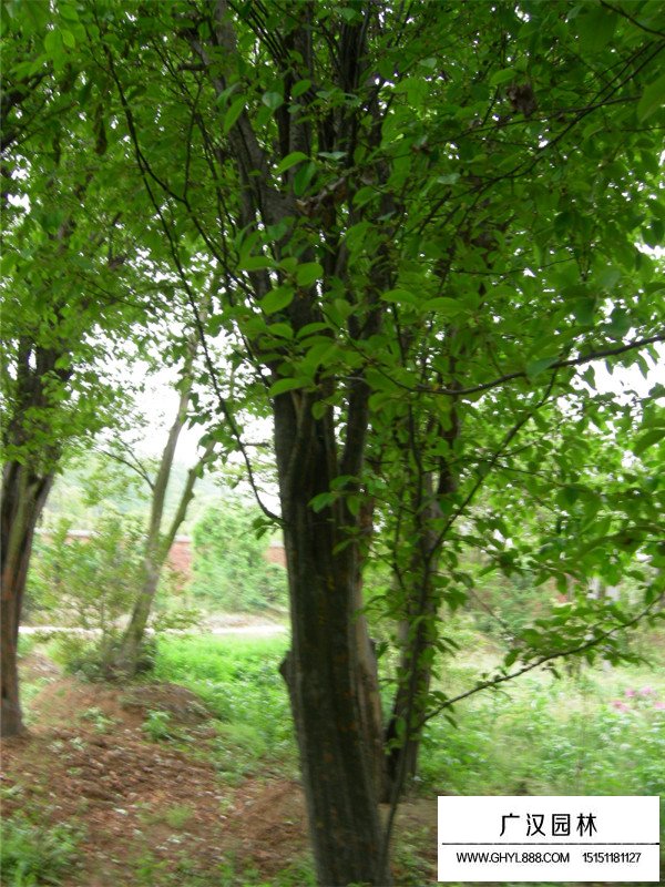 木瓜樹(shù)能嫁接什么(圖3)