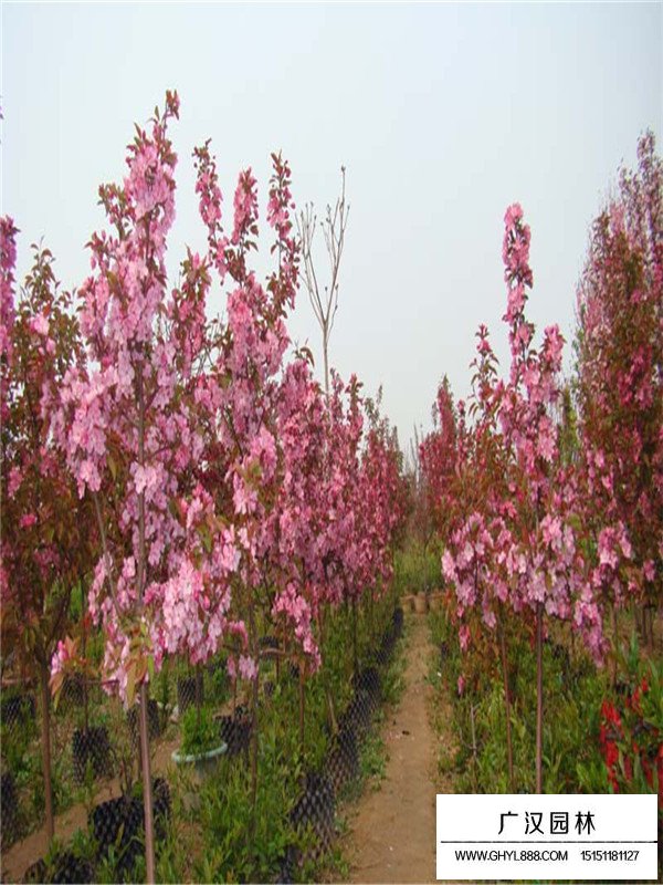 木瓜樹(shù)能嫁接什么(圖4)