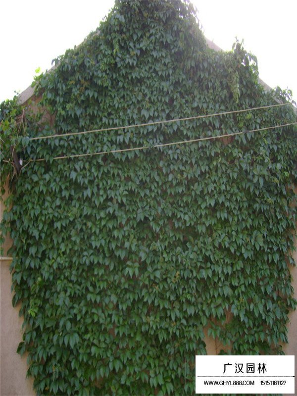 爬山虎什么時候種植(圖4)