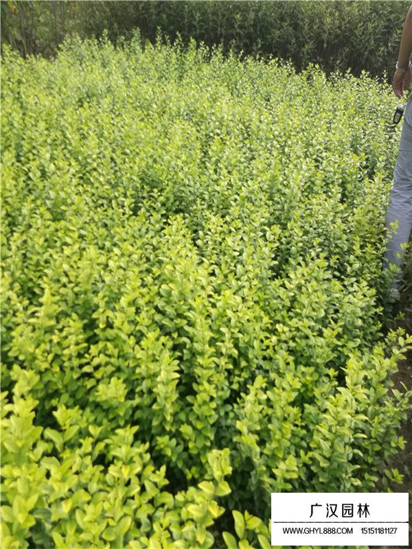 金葉女貞冬天會(huì)落葉嗎？(圖1)