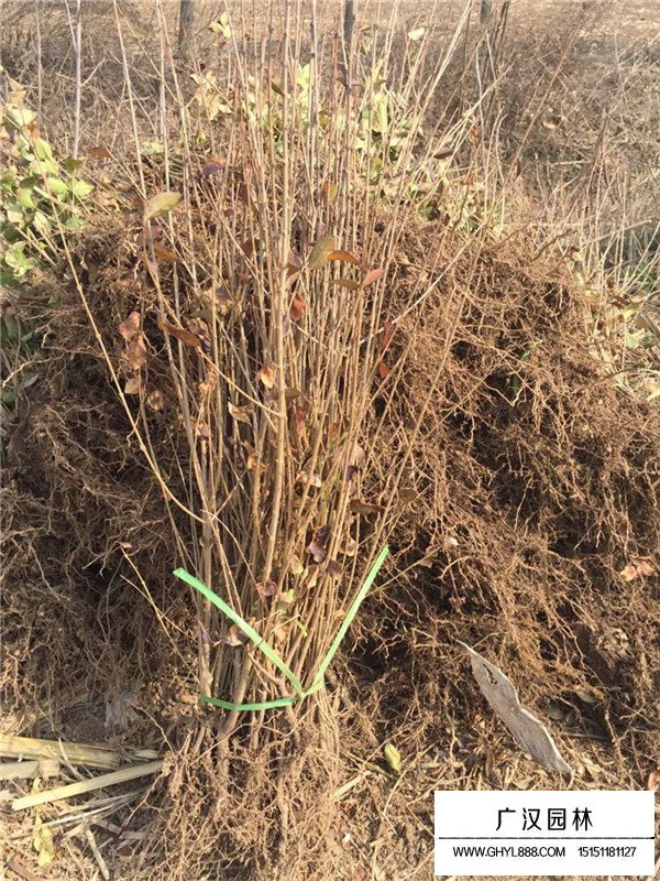 金葉女貞冬天會(huì)落葉嗎？(圖2)