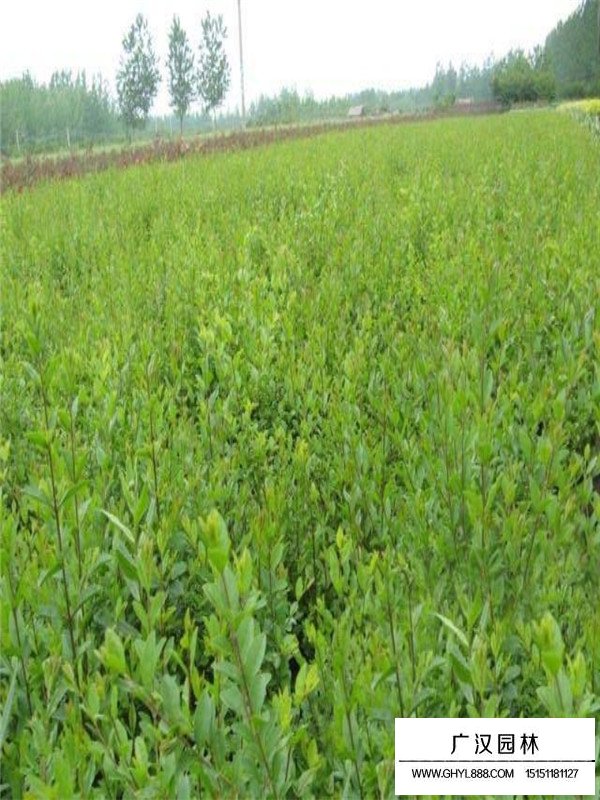 小葉女貞?zhàn)B殖方法(圖1)