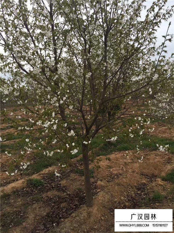 櫻花樹價格表(圖1)