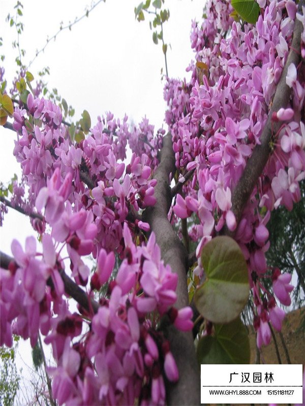 巨紫荊最新報價(圖3)