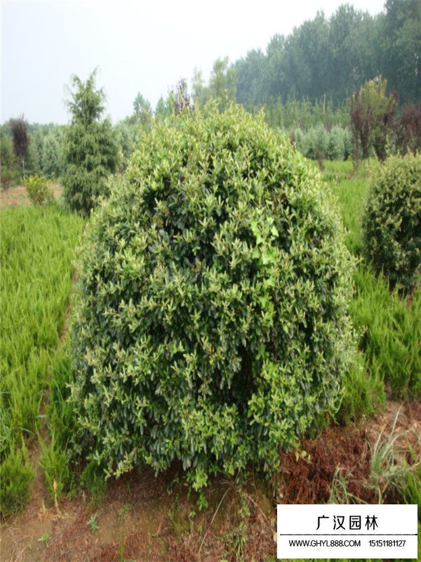 火棘病蟲害及其防治(圖1)