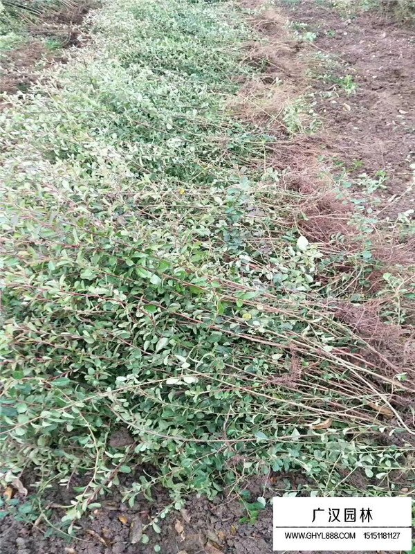 火棘苗子的價格(圖2)