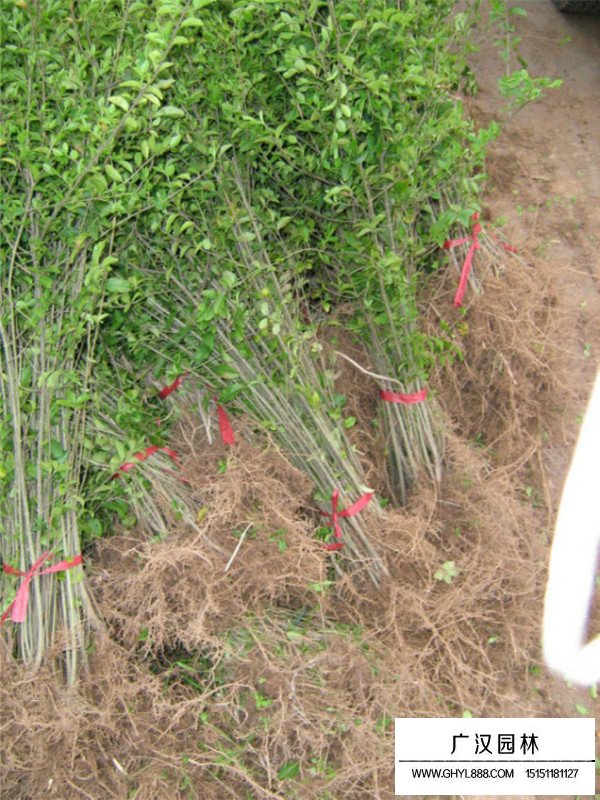 什么地方有30公分小葉女貞(圖4)