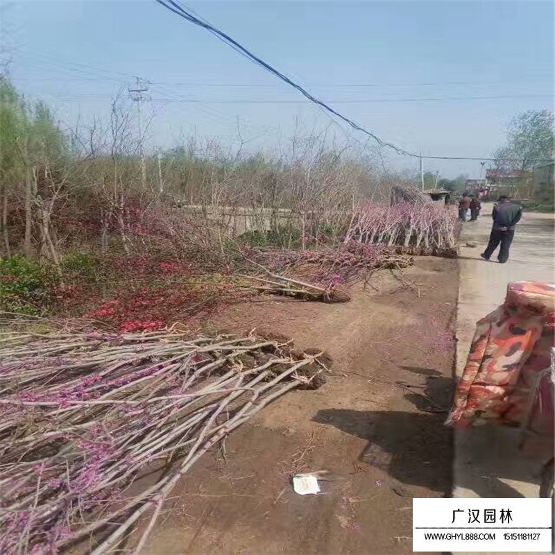 8公分紫荊價格(圖2)