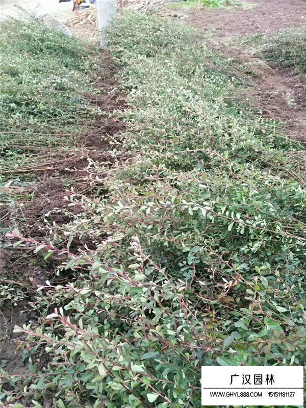 火棘盆景培養(yǎng)(圖1)