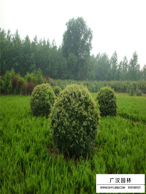 火棘盆景培養(yǎng)(圖2)