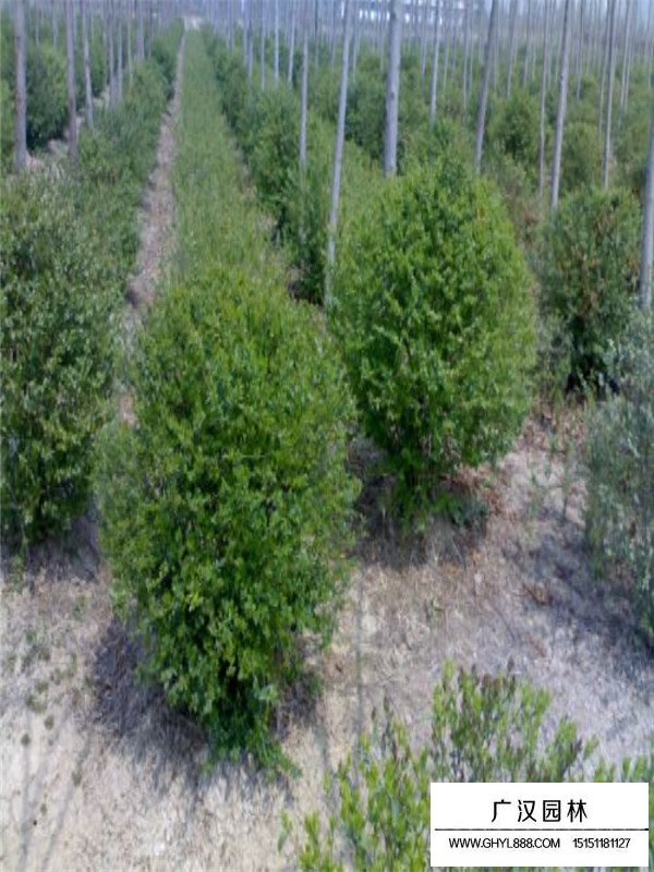 火棘盆景培養(yǎng)(圖3)