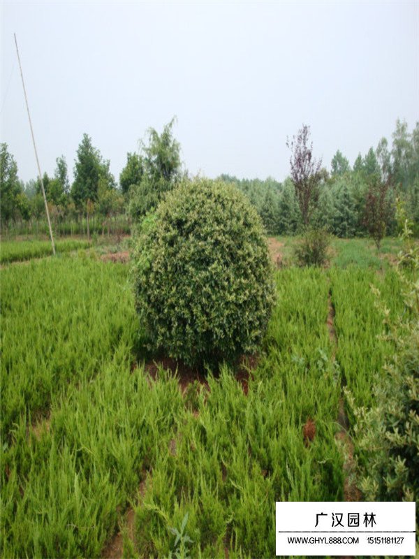 火棘苗子什么時候移栽(圖2)