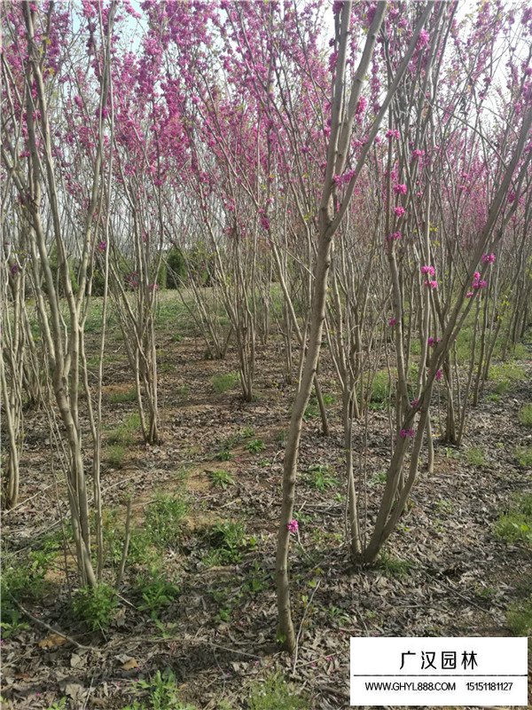 叢生紫荊價(jià)格(圖3)