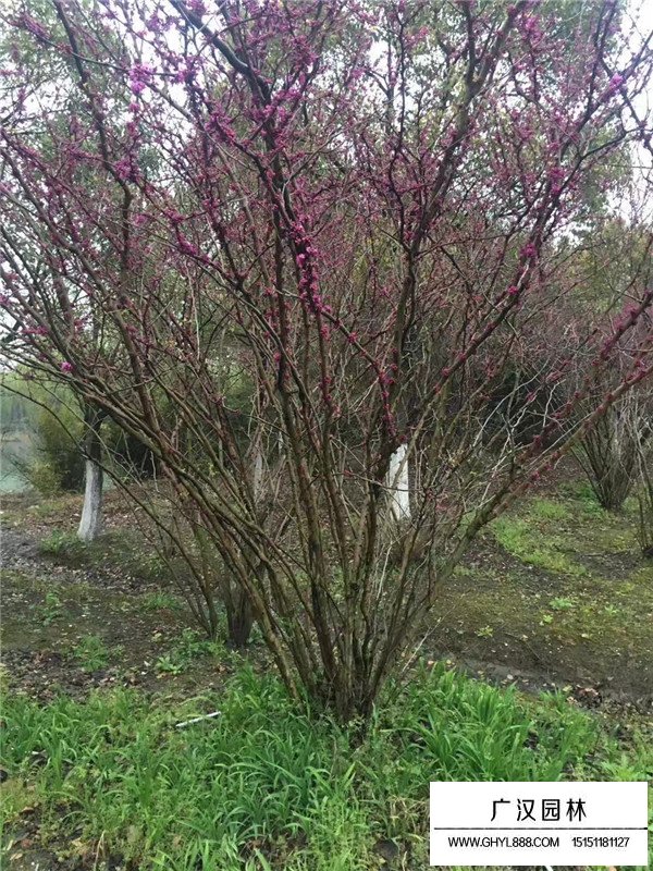 叢生紫荊價(jià)格(圖4)