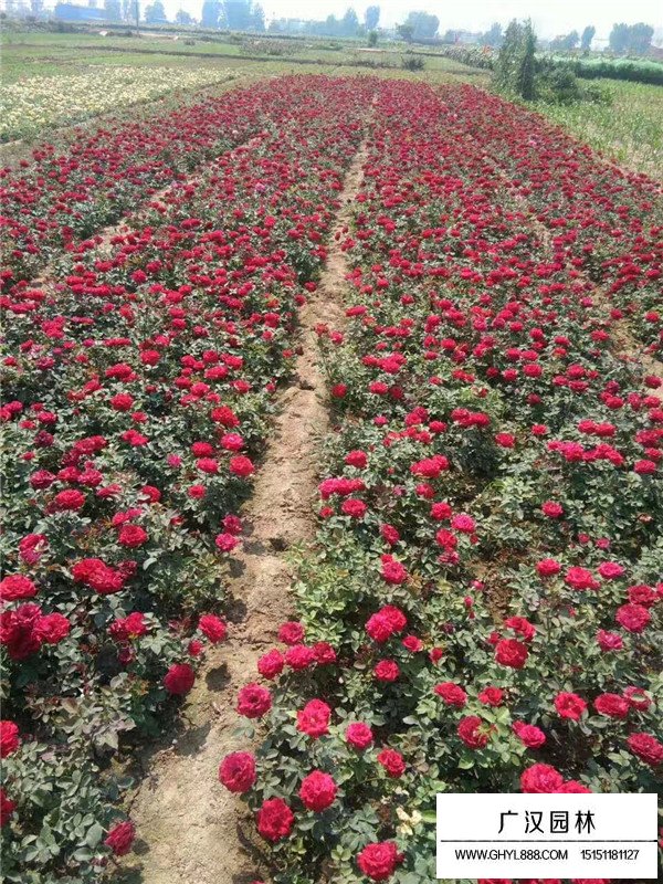 江蘇紅帽月季小苗培養(yǎng)基地(圖2)
