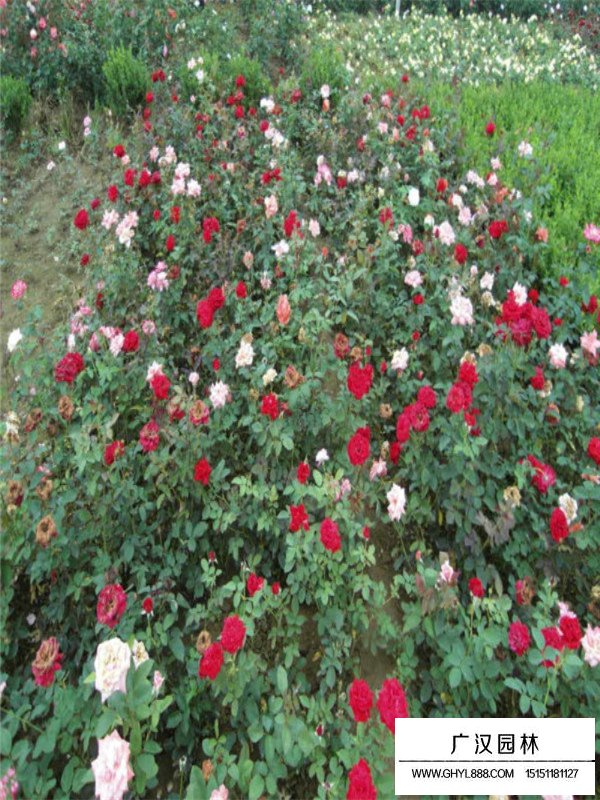 江蘇紅帽月季小苗培養(yǎng)基地(圖4)