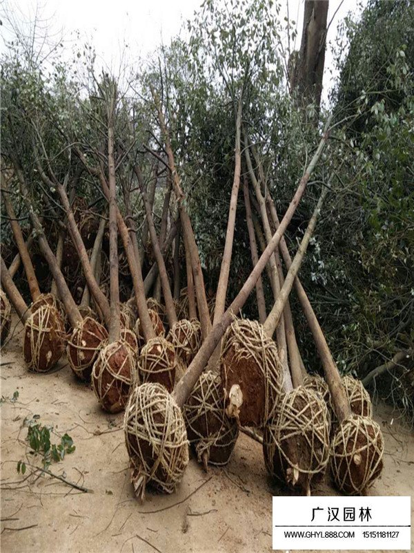 20多年老樟樹什么價(jià)格(圖1)