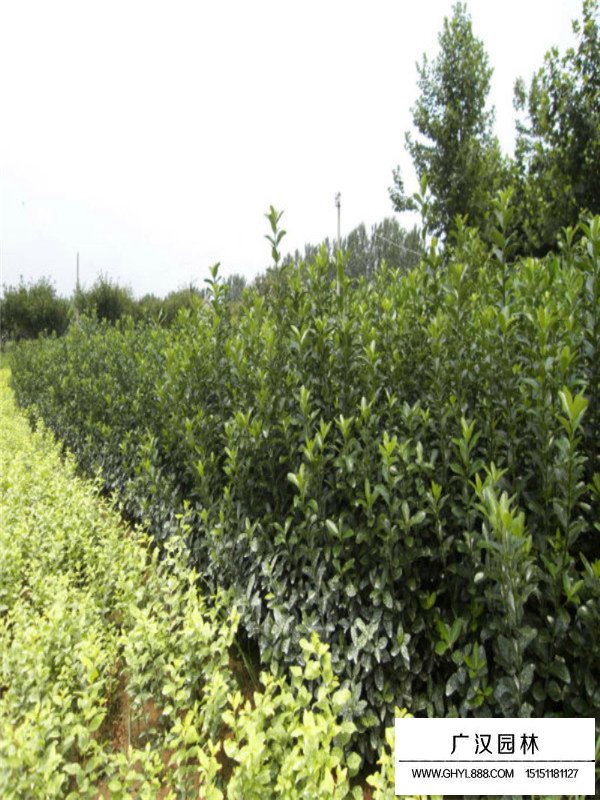 大葉黃楊八十公分價格(圖1)