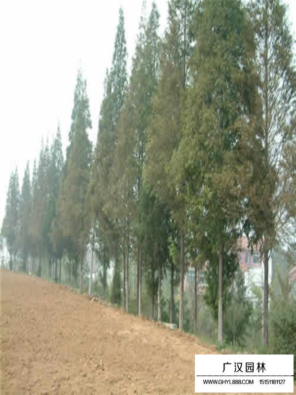 水杉價(jià)格20XX報(bào)價(jià)(圖4)