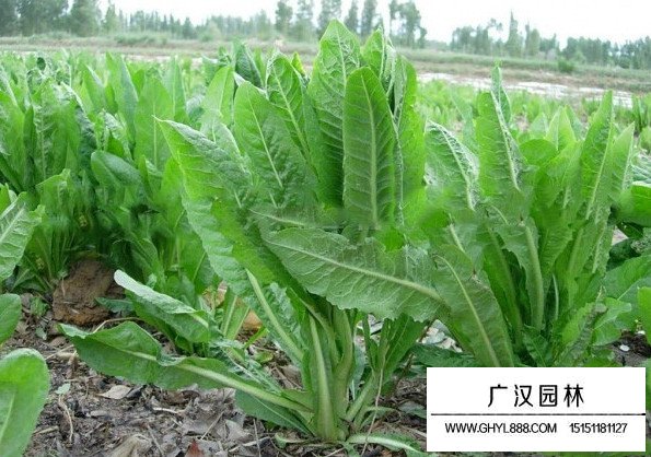 菊苣草田間種植精力時(shí)間(圖1)