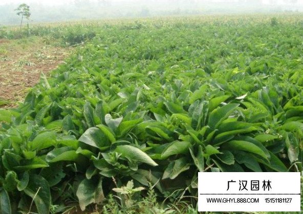 菊苣根的功效和作用(圖3)