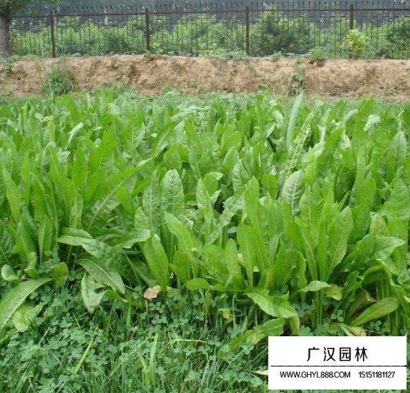 菊苣草怎么管理及種植技術(shù)(圖2)