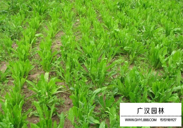 菊苣草怎么管理及種植技術(shù)(圖4)