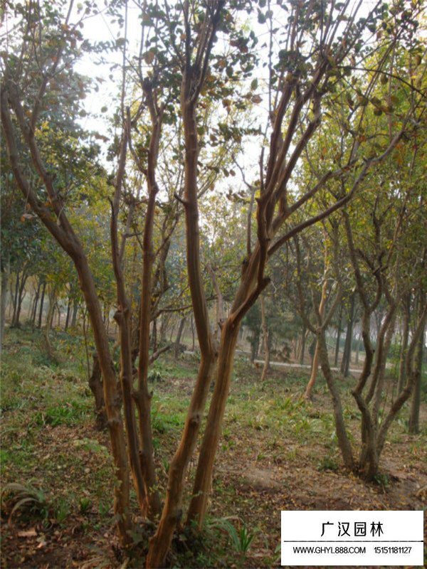 紫薇樹圖片(圖4)