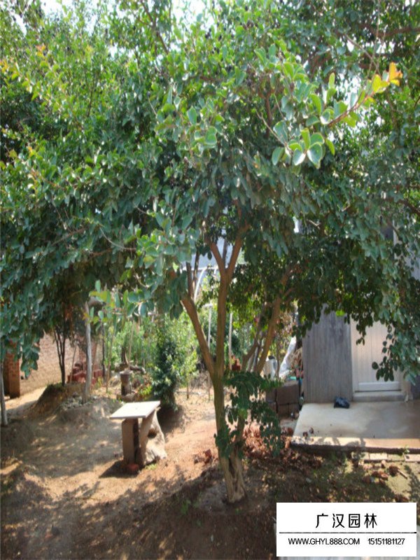 紫薇樹什么時候出芽(圖4)