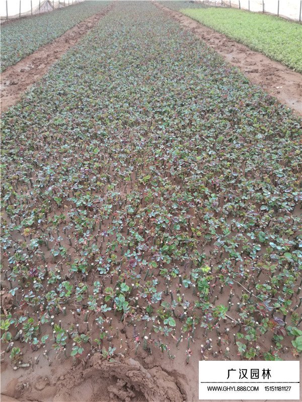 玫瑰田間種植方法(圖1)