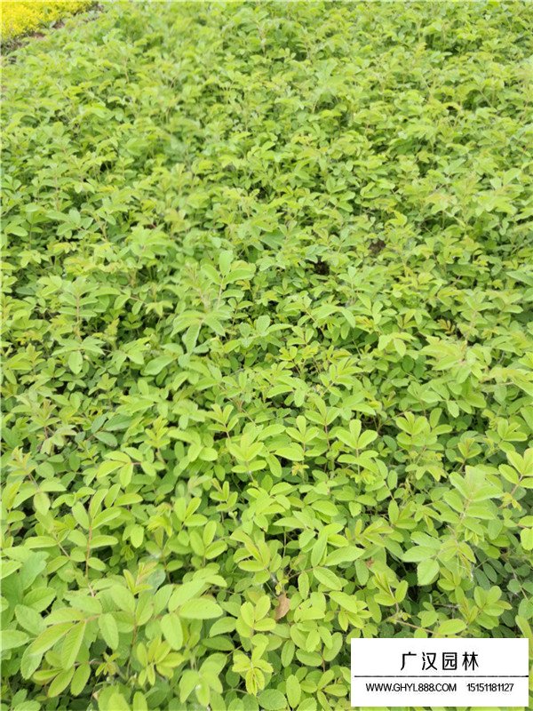 玫瑰田間種植方法(圖3)