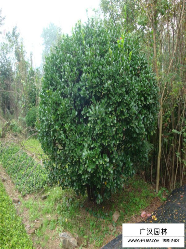 大葉黃楊木有價(jià)值嗎(圖4)