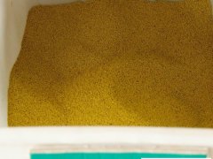 包衣白三葉種子