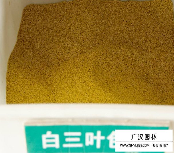 包衣白三葉種子(圖1)