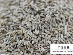 包衣帶殼狗牙根種子