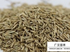 包衣黑麥草種子