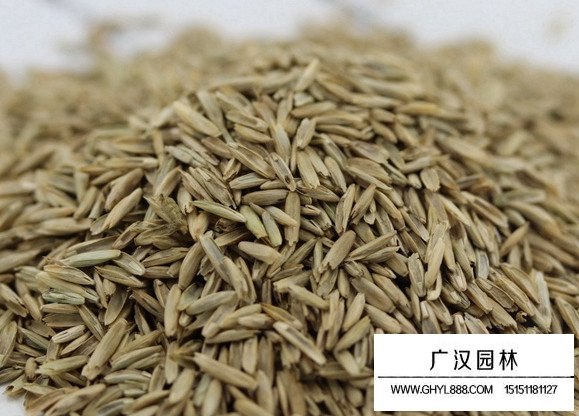 包衣黑麥草種子(圖1)