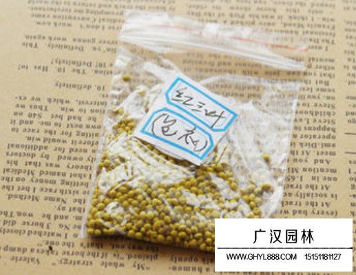 包衣紅三葉種子(圖1)