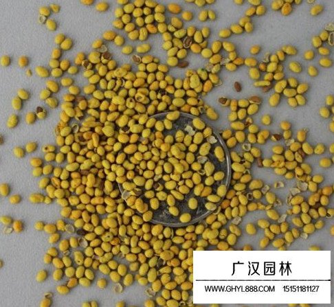 包衣紅三葉種子(圖2)