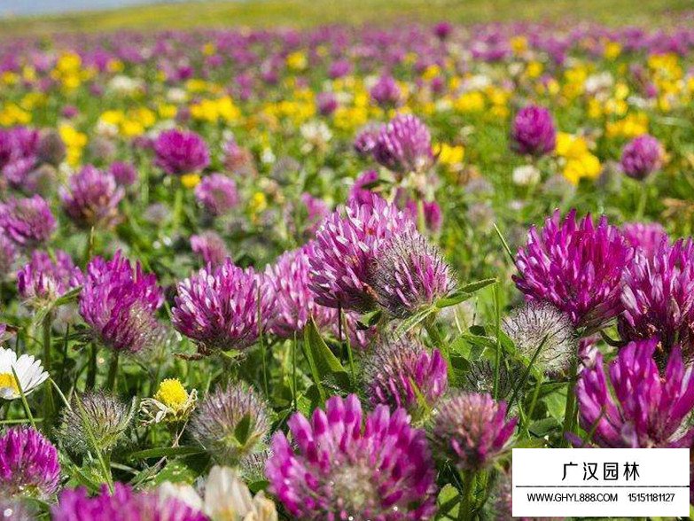 包衣紅三葉種子(圖3)