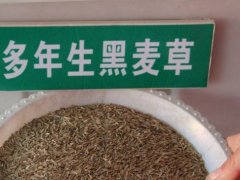 多年生黑麥草種子