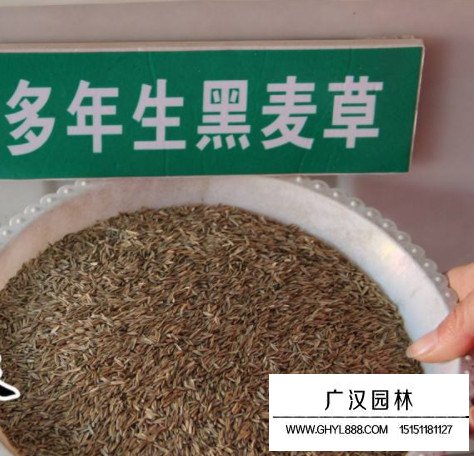 多年生黑麥草種子(圖1)