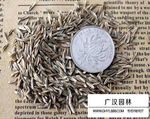 多年生黑麥草種子(圖2)