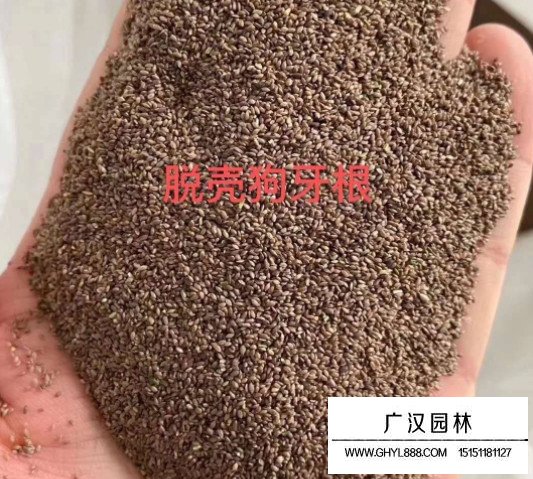 狗牙根去殼種子(圖1)