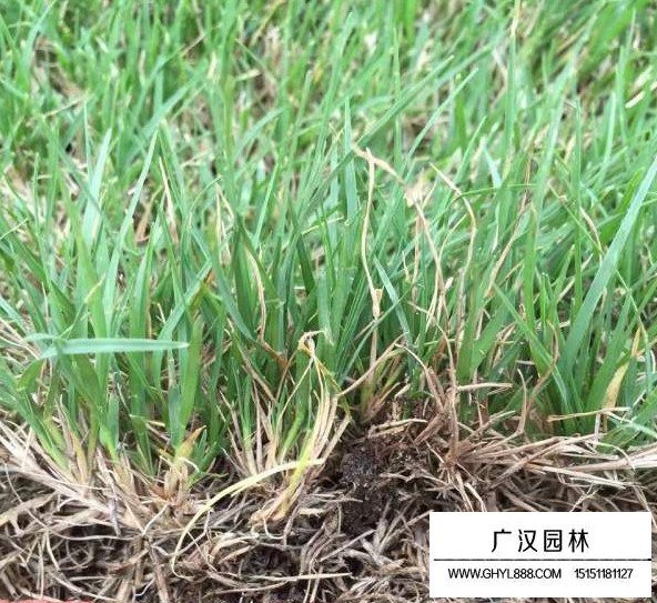 狗牙根去殼種子(圖3)