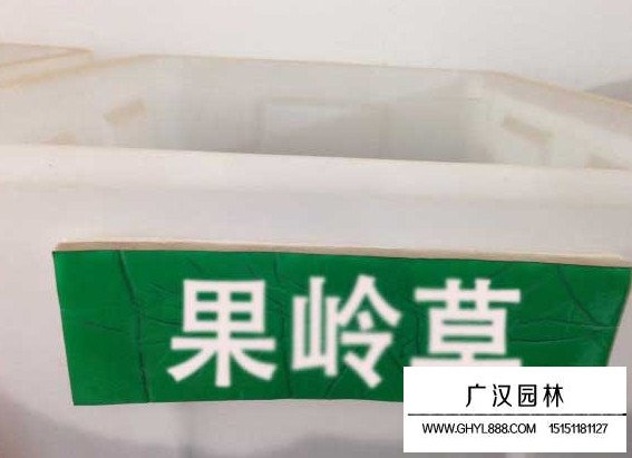 果嶺草種子(圖2)