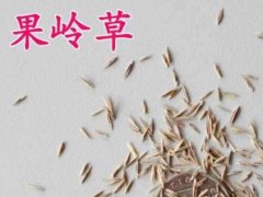 果嶺草種子
